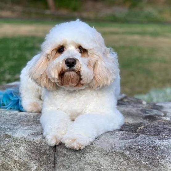 Charlie Biscuit, of Warriewood, just chilling in the park. Picture: Catherine Sheppard