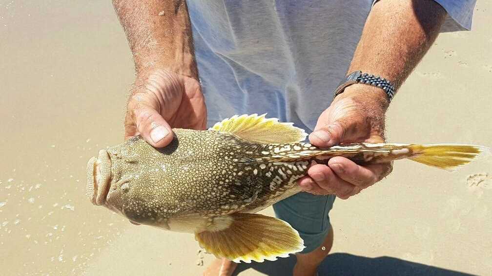 Dangerous fish with toxic spikes which can KILL found washed up on UK beach  - Mirror Online