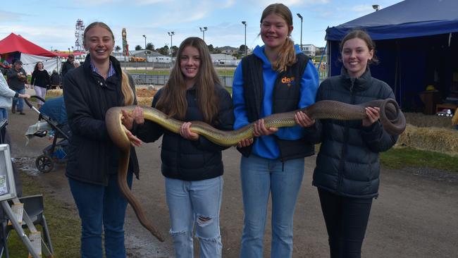 Mikayla Bygate, Nikki McPherson, Holly Millard and Layla Jacobson hold one of the largest pythons at the Warrnambool Show.