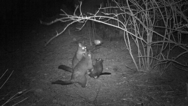 Brushtail possum.