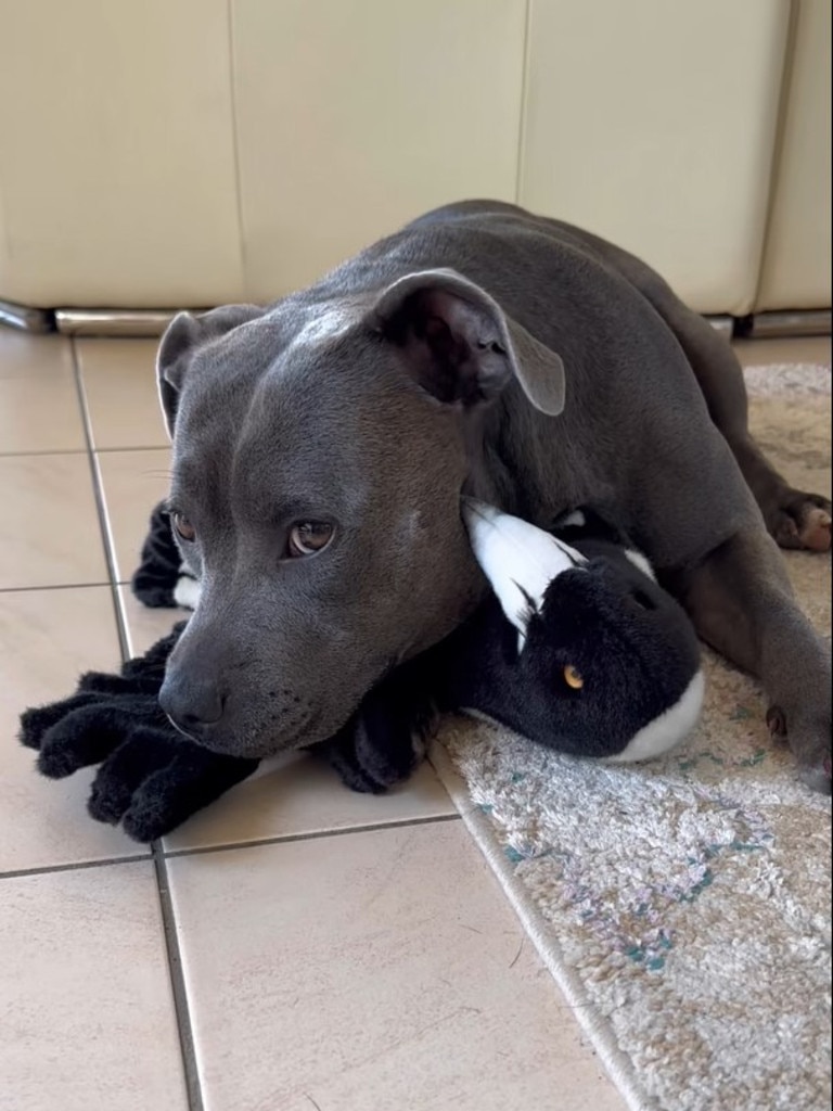 Peggy the dog cuddles a plush toy magpie in Molly’s absence. Picture: Facebook