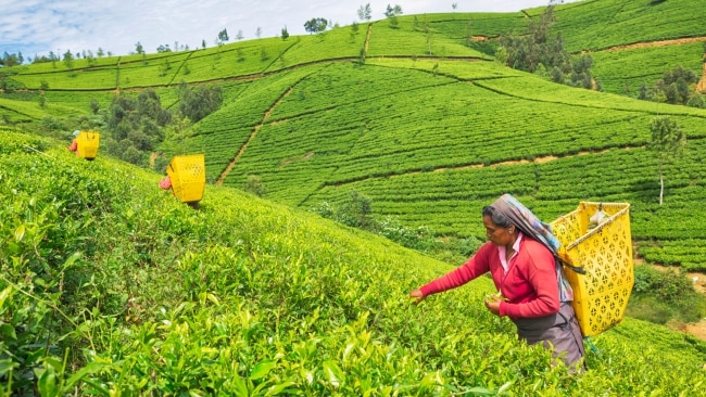 The lush tea plantations of Nuwara Eliya, Sri Lanka.