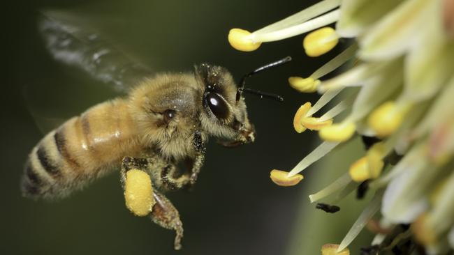 Scientists have warned of the dire threat to human welfare if bee populations disappear.