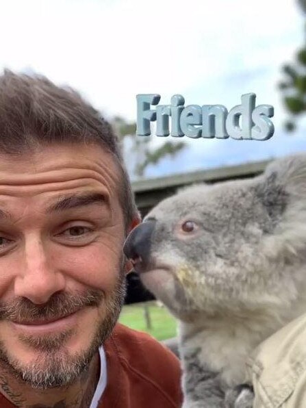 A koala went in for a kiss. Picture: Instagram/@davidbeckham