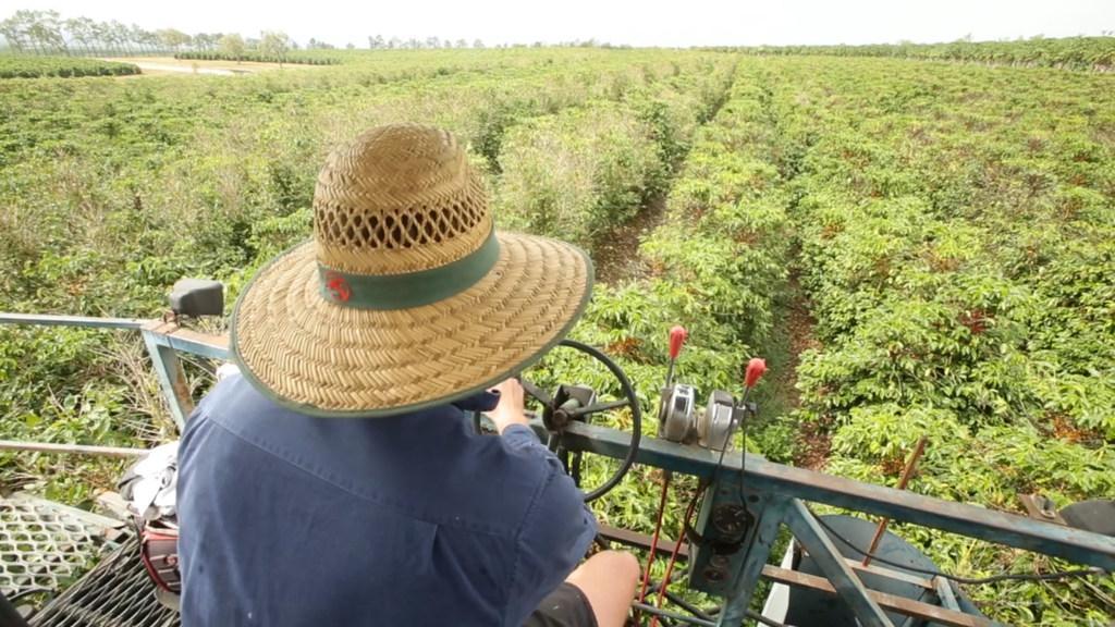 Regional Flavours: Skybury Coffee