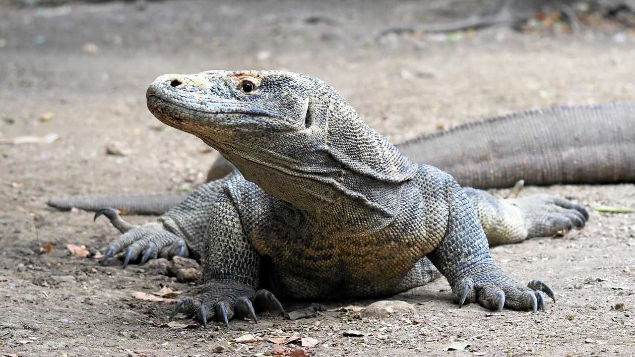 Discover fantasy in real life in Komodo National Park | The Courier Mail
