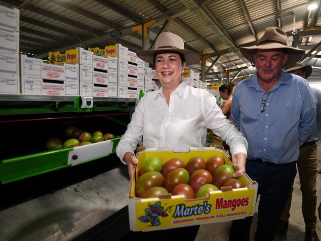 BOWEN, AUSTRALIA - NewsWire Photos - OCTOBER 26, 2020.Queensland Premier Annastacia Palaszczuk, flanked by LaborÃs candidate for Burdekin Mike Brunker, holds a box of mangoes she packed mangos during a visit to MortoÃs Mangos orchard and packing facility near Bowen. Ms Palaszczuk announced cuts to irrigation prices for farmers should Labor wins government on October 31.Picture: NCA NewsWire / Dan Peled