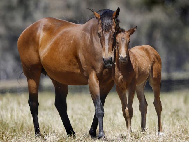 Former outstanding racemare Viddora with her one-month-old foal. Picture: Michael Klein