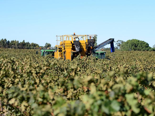 A harvester machine harvests Cabernet Sauvignon grapes at Treasury Wine Estates Ltd.'s Wolf Blass vineyards in the Barossa Valley, Australia, on Monday, March 4, 2013. Treasury, Australia's largest winemaker, is counting on luxury and high-end products to boost earnings as the strength of the Australian dollar makes lower-priced export labels unprofitable and domestic liquor chains push for cheaper products under their own labels. Photographer: Carla Gottgens/Bloomberg via Getty Images