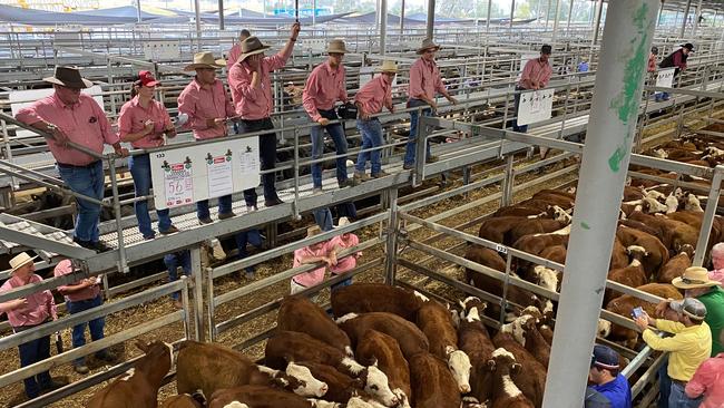 Action from the Wodonga weaner calf sales on Thursday, where prices for Hereford steers broke the 1000c/kg mark. Picture: Fiona Myers