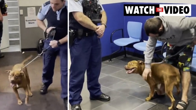 Owner’s emotional reunion as alleged dognapper charged (NSW Police)