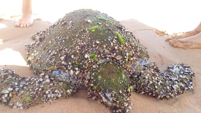 Turtle with barnacles fights for survival after Newport rescue | Daily