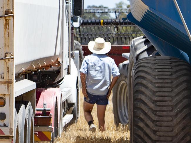 NEWS: Wheat Harvest Worker Nick SymonNick Symon is a Uni of Melbourne ag student who is working this year's grain harvest with the Gall family. He did contract work with them in NSW and is now working wheat harvest on their farm. Pictured: Generic harvest wheat harvest.  PICTURE: ZOE PHILLIPS