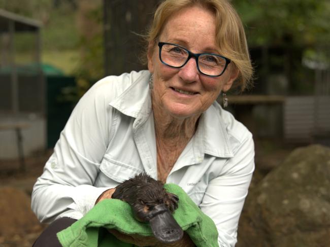 Meet the platypus who won’t stop swimming