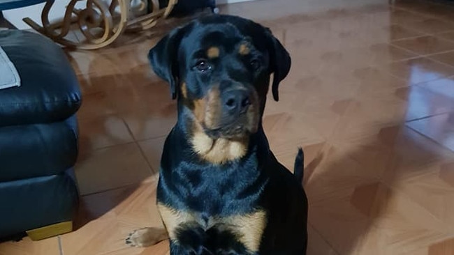 Rottweiler dog coco. Picture: Supplied