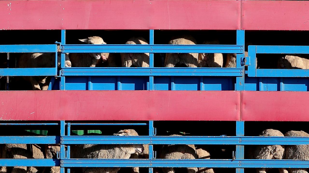 Sheep are seen being transported by road to the Al Kuwait live export ship in Fremantle harbour. Picture: Richard Wainwright