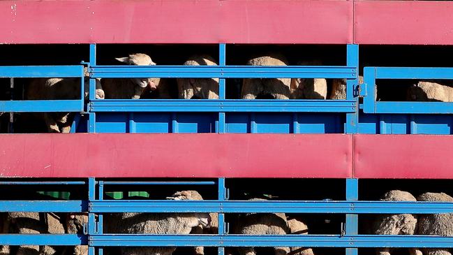 Sheep are seen being transported by road to the Al Kuwait live export ship in Fremantle harbour. Picture: Richard Wainwright