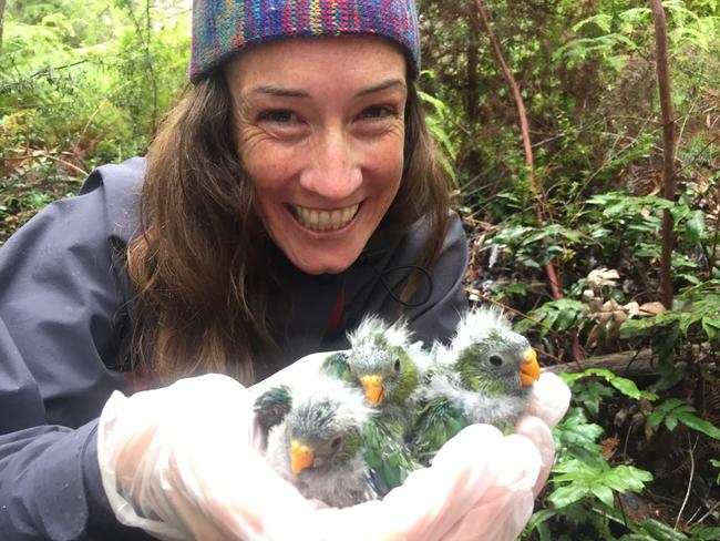 Dr Shannon Troy with orange-bellied parrot chicks at Melaleuca. Picture: DPIPWE