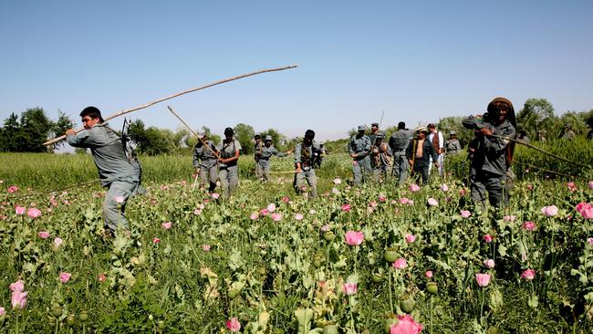 Afghan National Police smash poppy fields on the outskirts of the Oruzgan provincial capital Tarin Kowt. Picture: Jeremy Kelly