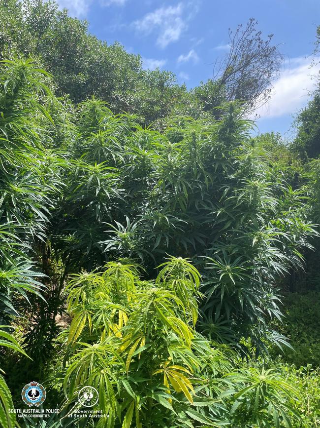 Some of the cannabis plants growing up to 3m tall found in the Coorong in February. Picture: SAPOL