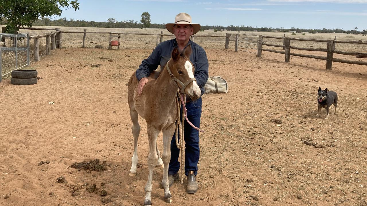 Could this be the next Rothfire? Wally Gibson with a 5-week old Better Than Ready colt at his Chinchilla property. Pic: Ben Dorries