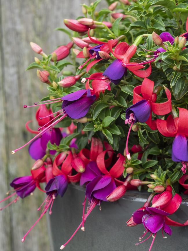 Happy Bells ‘Vivacious’