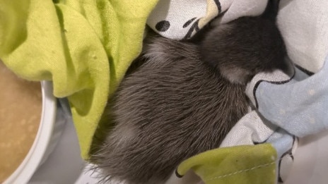 Baby duck, which was separated from its parents. Picture: Lisa Larman.