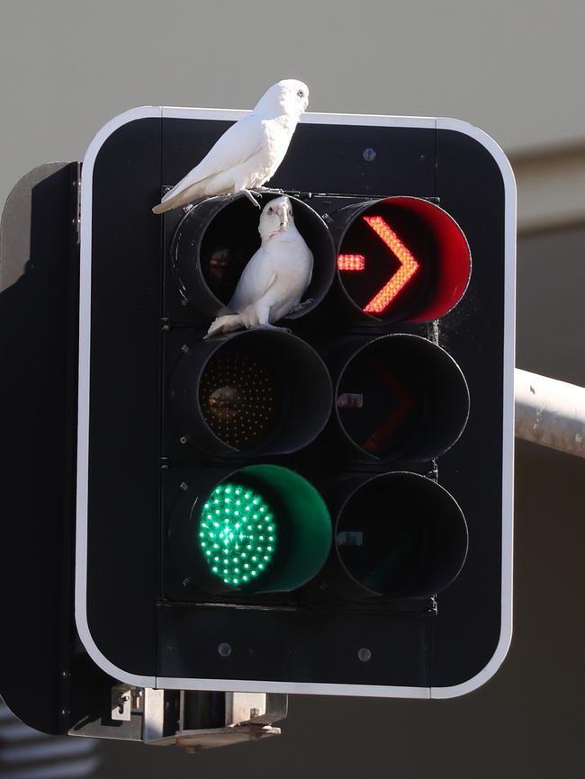 Two corellas have set up home in a set of traffic lights. Picture: John Grainger