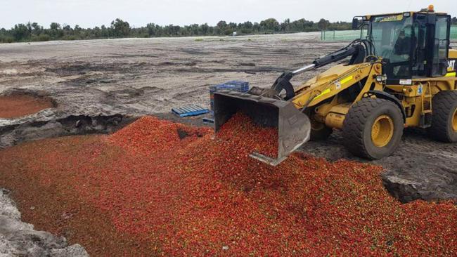 WA strawberries are being dumped. Picture: Jamie Michael