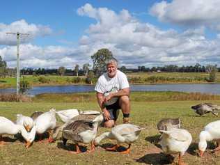 Brian Burton with his new pets - the geese he saved from a dangerous Kybong habitat. Picture: Josh Preston