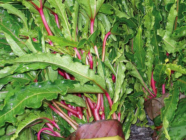 Slippery cabbage is already being sold at markets in Brisbane.