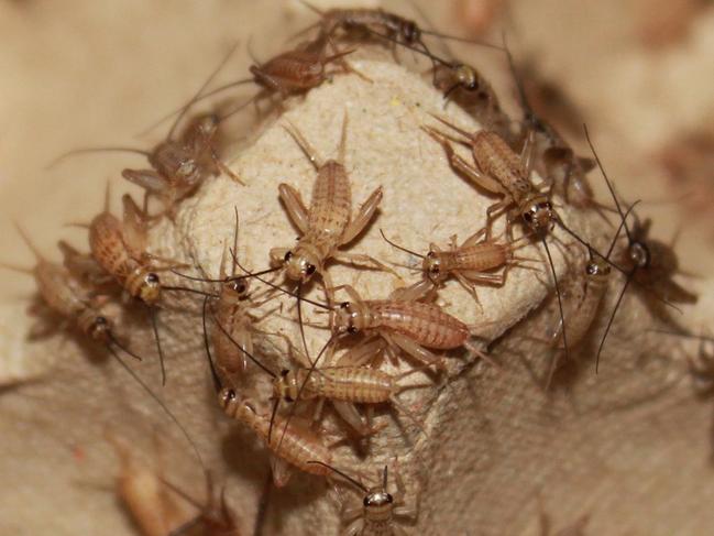 Crickets farmed by Grubs Up in Perth.