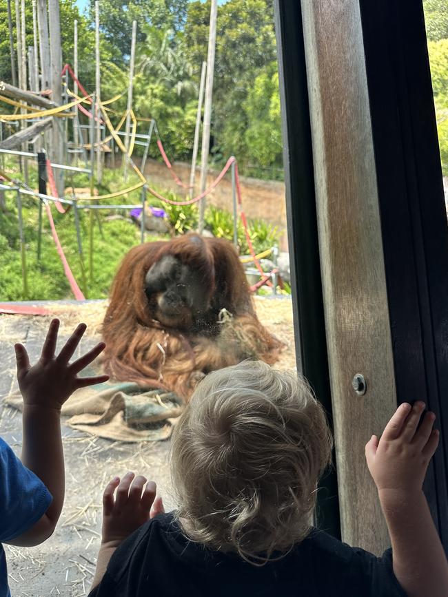 Kids were happy looking at the orangutans while trapped when a baboon got loose at Melbourne Zoo. Picture: Supplied.