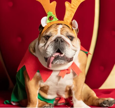 Get your fur-baby and head to your nearest Westfield for a Christmas photo that no one in your family wants. Picture: Westfield