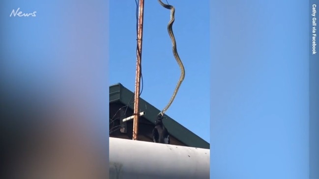 Video captures incredible moment python attempts to eat large bird while  hanging from TV antenna | Gold Coast Bulletin