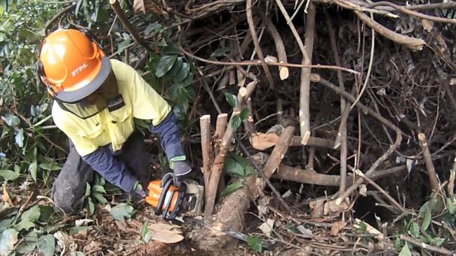 Cr McAllister took responsibility for the five trees being illegally cut down.