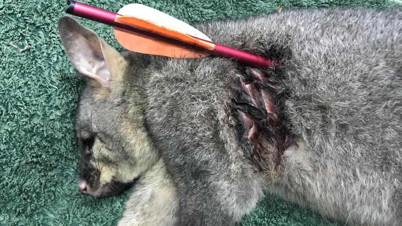 RSPCA South Australia is trying to find whoever is responsible for leaving a brushtail possum with an aluminium crossbow bolt embedded in its body. Picture: RSPCA via NCA NewsWire