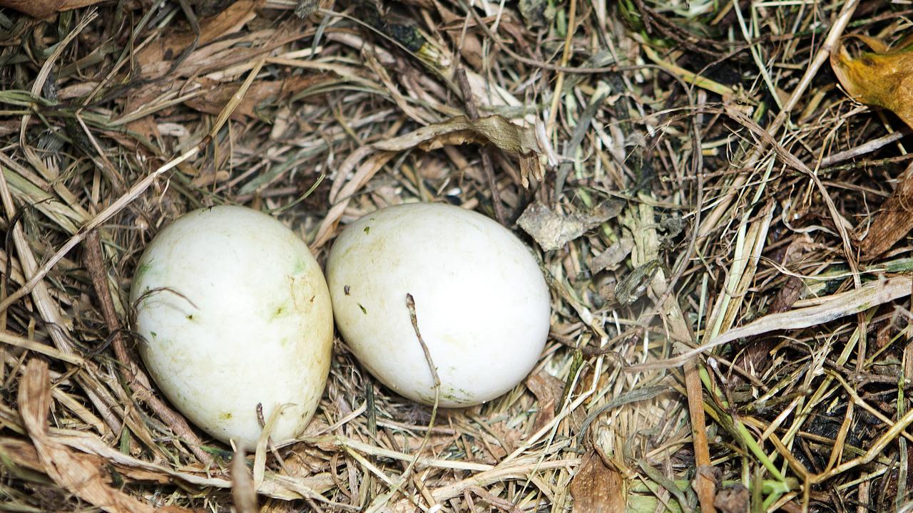 Penguin eggs at Phillip Island. Little penguins always lay two eggs, which take 35 days to hatch. Chicks are typically aged 8-11 weeks when they have waterproof adult feathers and are ready to head to sea for the first time. Photo: Chris Scott