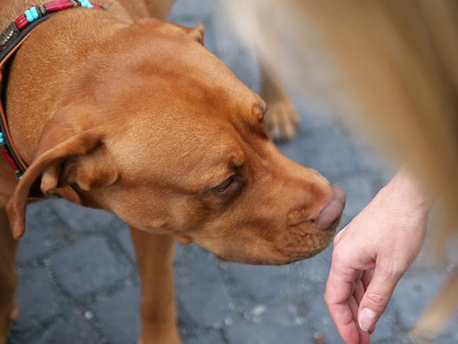 Let a new dog sniff your hand first before giving him a pat.