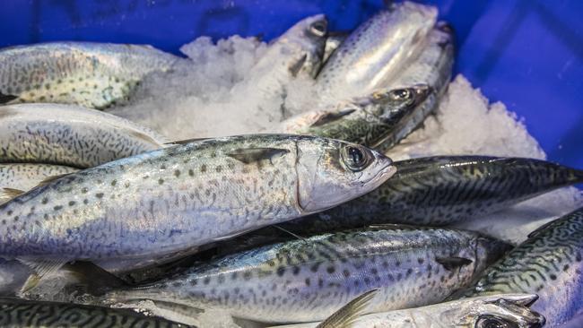 Mackerel at the SAFCOL Central Fish Markets. Picture: Simon Cross