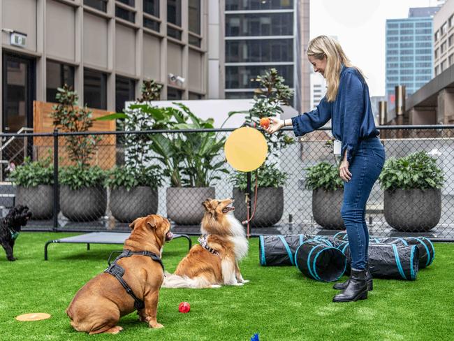 NETWORK SPECIAL. , PLEASE CONTACT NETWORK PICTURE DESK BEFORE PUBLISHING.     ,  Amazon will soon be launching their first dog playground at their corporate offices on Level 5, at 2 Park Street Sydney.