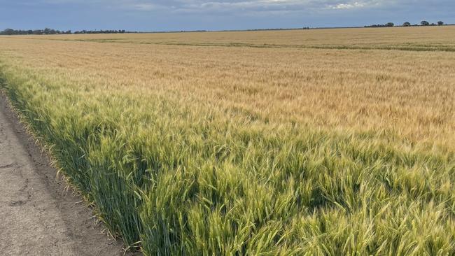 This barley crop near Jung was still a couple of weeks off harvest earlier this week. Picture: MICHAEL WOOD, Rural Logic