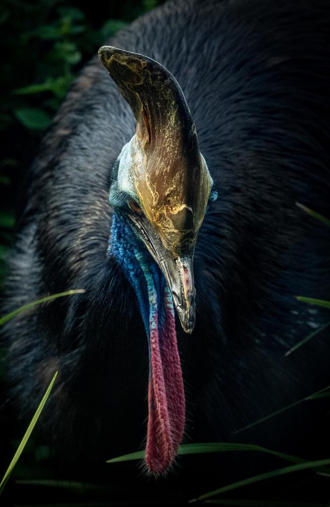 Melbourne Zoo giant Southern Cassowary, Zillie.