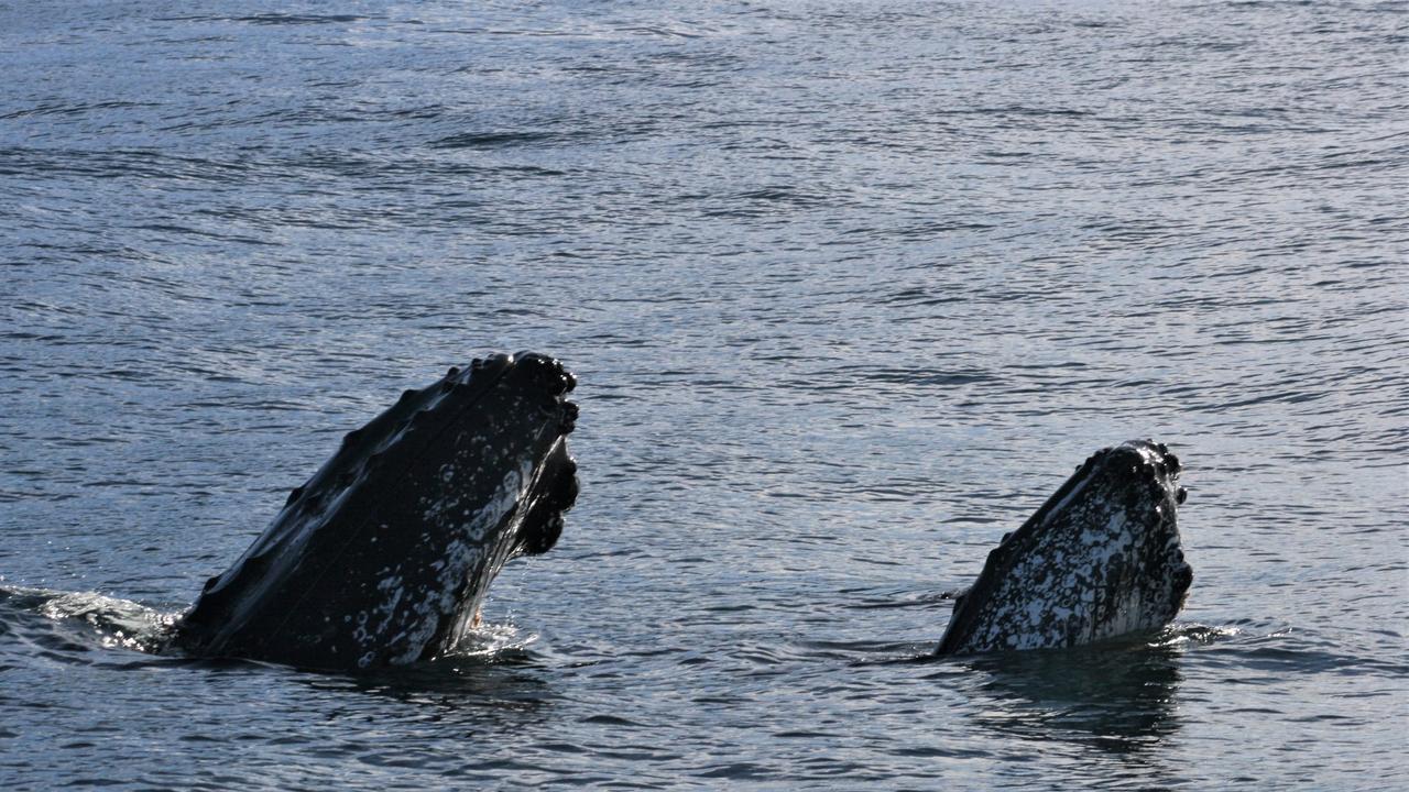 Whales spotted off Tasman Island on Sunday. Pic: Ange Anderson