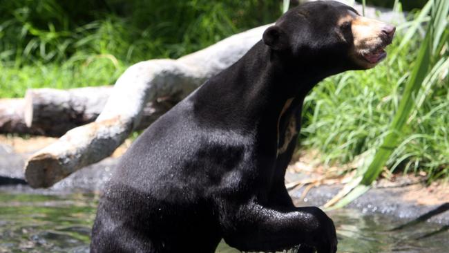 Fortune shines on Perth’s sun bear pair thanks to safe haven at Perth ...