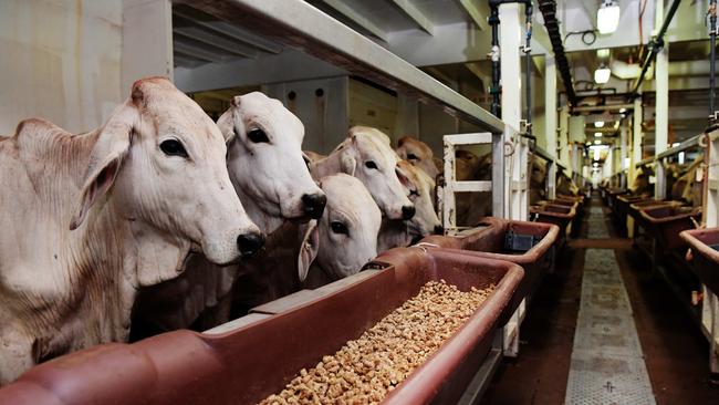 Cattle on a live export ship. Picture: Keri Megelus