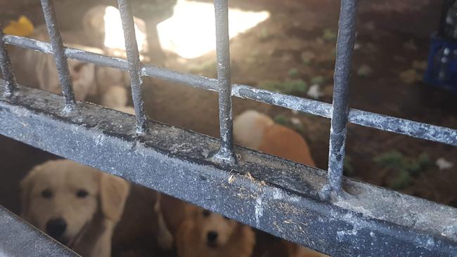 Fourteen malnourished dogs were found living in a filthy concrete stable in Williamtown