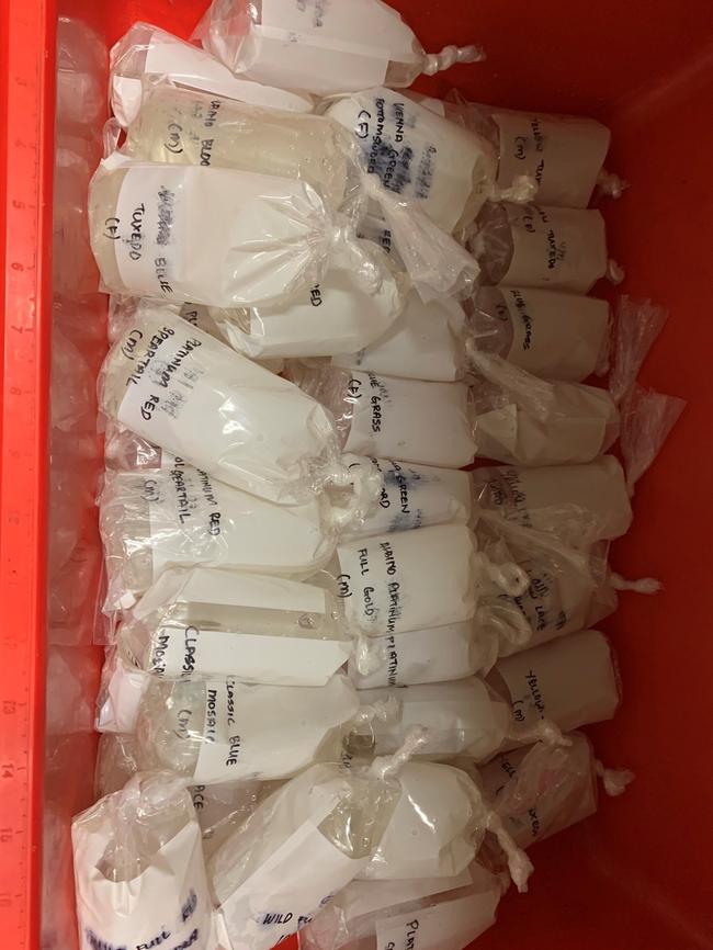 Biosecurity officers at Perth Airport discovered bags of live aquarium fish hidden in a pillow last year. Picture: Department of Agriculture.