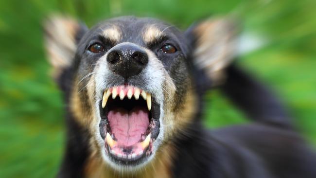 People living in Mt Waverley are being warned after an off-leash dog attacked another dog at Hamilton Place shopping centre. Picture: stock image.