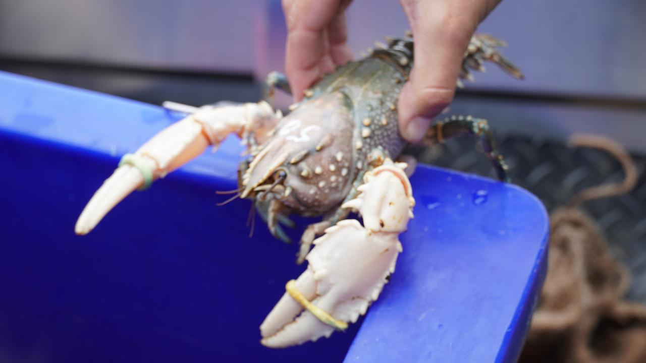 Iconic Murray crayfish to be brought back to SA from virtual extinction ...